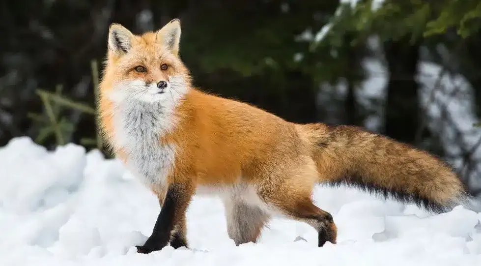 AI generated fox